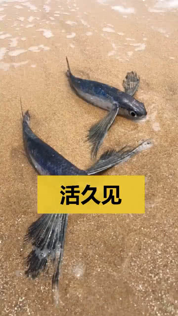 搁浅的鱼什么意思，搁浅的鱼图片