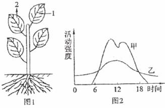 生的的结构生的的结构是什么