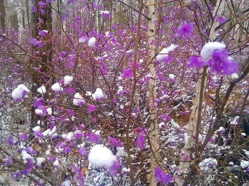 贵州安顺万亩樱花盛放,适合用哪些诗句来形容此情此景?