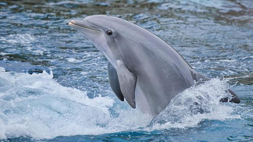 dolphin是什么牌子，dolphins