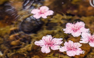 花生的花没有一朵空花这空花指的是什么?