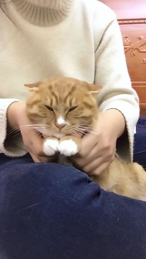 三亚猫猫岛买猫靠谱吗